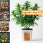 Preview: Grow Bucket Living Soil organic